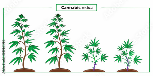 Growth stages of hemp plant. Marijuana phases set. Cannabis indica ripening period. The life cycle. Weed Growing. Isolated vector illustration on white background. vector icon