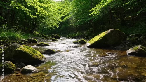 Serene forest stream with rocks.