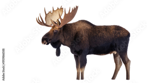 Fotografie Side view of a powerful male moose with magnificent antlers standing in profile