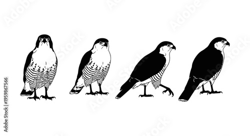 Silhouette falcons in various poses on white background