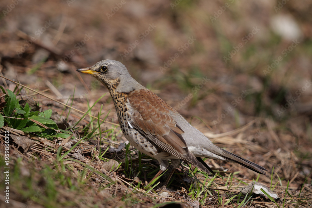 Fototapeta premium Fieldfare, Turdus pilaris, single bird on ground, Poland