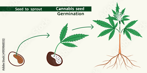 Stages of cannabis seed germination from seed to sprout, realistic illustration isolated on white background . vector icon