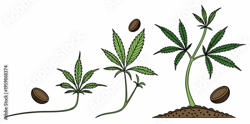 Stages of cannabis seed germination from seed to sprout, realistic illustration isolated on white background . vector icon