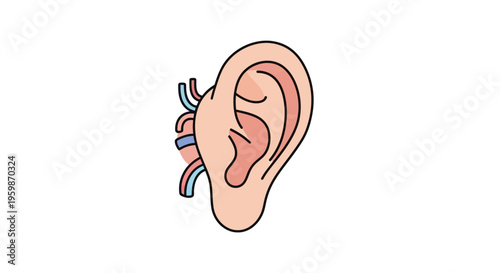 Human Ear Anatomy Close Up.