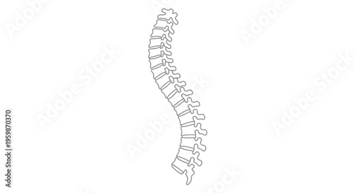 Human spine and backbone structure.