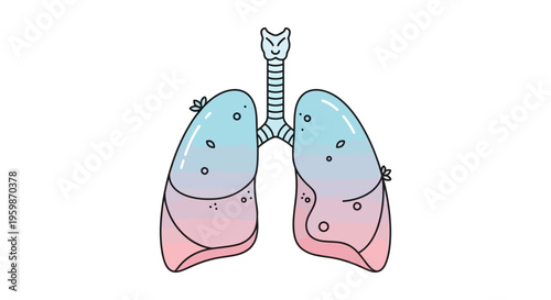 Human lungs anatomy medical illustration.