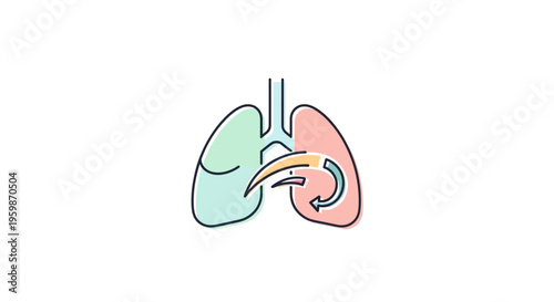 Human kidney organ anatomy illustration.
