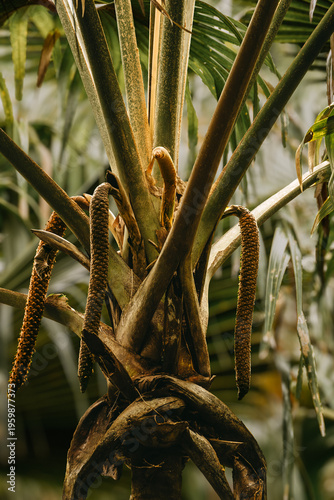 Male Coco de Mer (Lodoicea maldivica) palm inflorescence, Vallee de Mai, Praslin Island, Seychelles