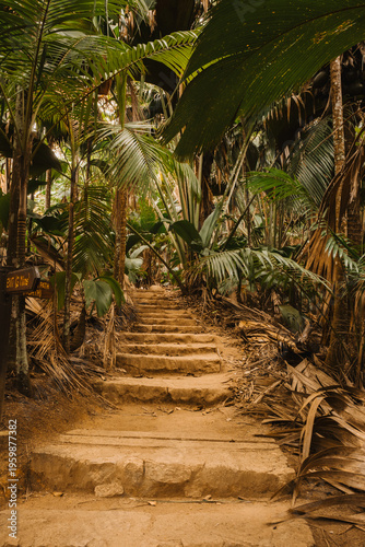 Stepped forest path with directional sign in tropical rainforest, Vallee de Mai, Praslin Island, Seychelles