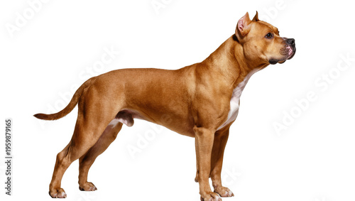 Foto Powerful fawn American Pit Bull Terrier standing in profile, alert and attentive