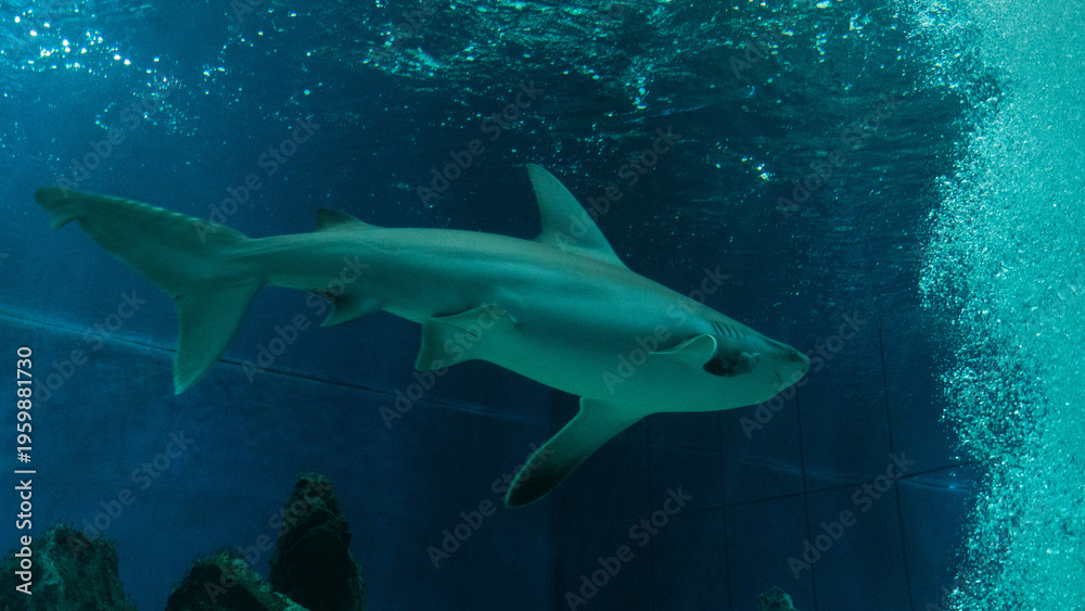 Naklejka premium shark in aquarium