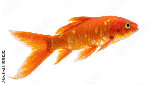 Tableau sur toile Vibrant orange goldfish swimming in profile, showcasing its graceful fins and sp