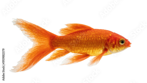 Принти на полотні Vibrant orange goldfish swimming gracefully, displaying its beautiful flowing fi