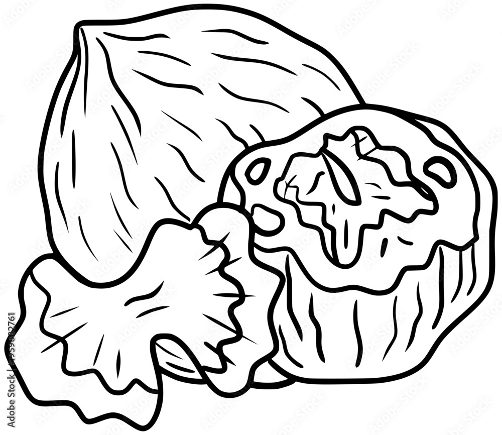 Fototapeta premium Black Walnut Vector Outline Line Art Drawing
