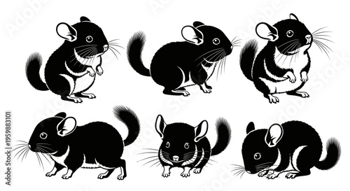 Set of six adorable chinchillas in different poses, black and white illustration
