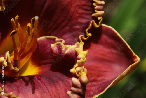 Macro Close-Up Of Red Daylily Petals With Yellow Ruffled Edge And Stamen