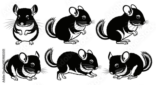 Set of Six Black and White Chinchilla Poses Illustration