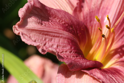 Close-Up Hibiscus Flower Petal Texture Pink Center With Yellow Stamen in Sunl...