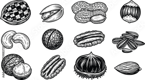 Hand drawn vintage engraving vector set of various nuts and seeds including walnut almond peanut pistachio hazelnut and cashew isolated on white background.