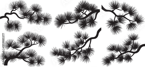 Collection of Japanese or Chinese pine tree silhouettes. Slender and stylish pine tree branches , vector illustration