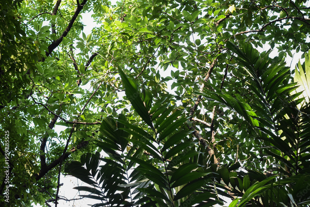 Fototapeta premium Different kinds of tree leaves forming a canopy creating a protection from sunlight. Lust and vibrant forest. Natural ecosystem. Tropical forest. Relaxing and calming scenery.