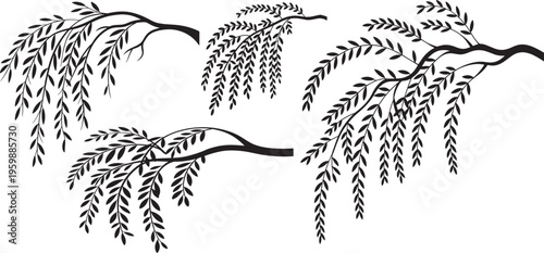 Weeping willow tree branches silhouette set, Tree branches with drooping leaves, Vector illustration.