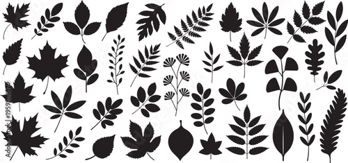 Set of autumn leaves, silhouettes of various tree leaves, oak, maple, and chestnut. Simple, black monochrome autumn leaves collection. vector