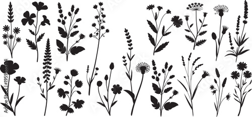 Wildflower botanical silhouette set, floral stems, garden plants,  meadow plants, leaves, and branches. vector illustration