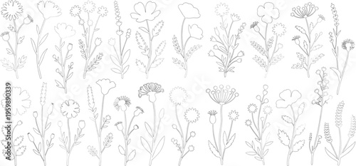 Collection of botanical wildflower minimalist line art style. A variety of field plants, meadow herbs, and wildflowers. vector illustration