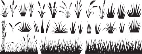 Grass, reeds, cattails, and wheat ears in various shapes and densities. silhouette vector set.