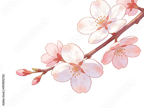 cherry blossom sakura branch illustration pink flowers on transparent background png