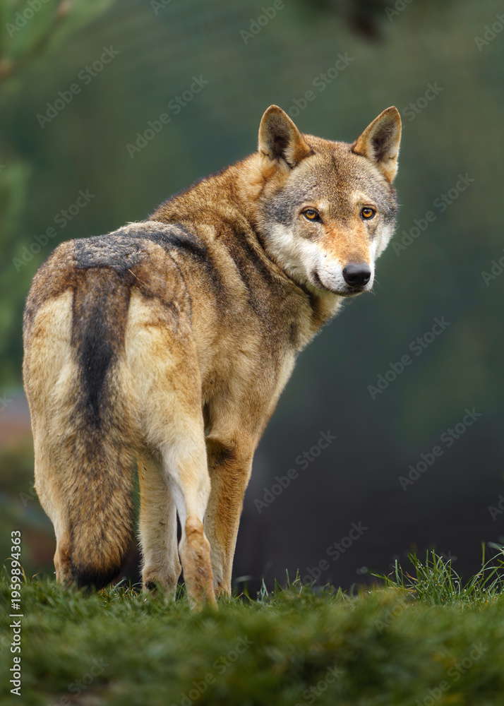 Fototapeta premium Grey wolf in autumn nature