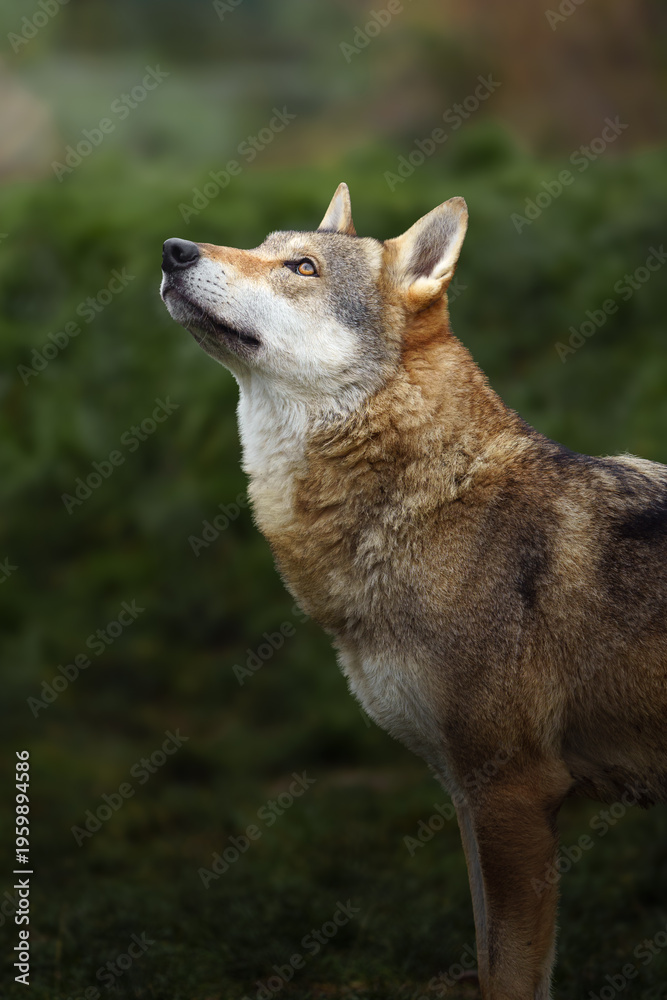 Fototapeta premium Grey wolf in autumn nature