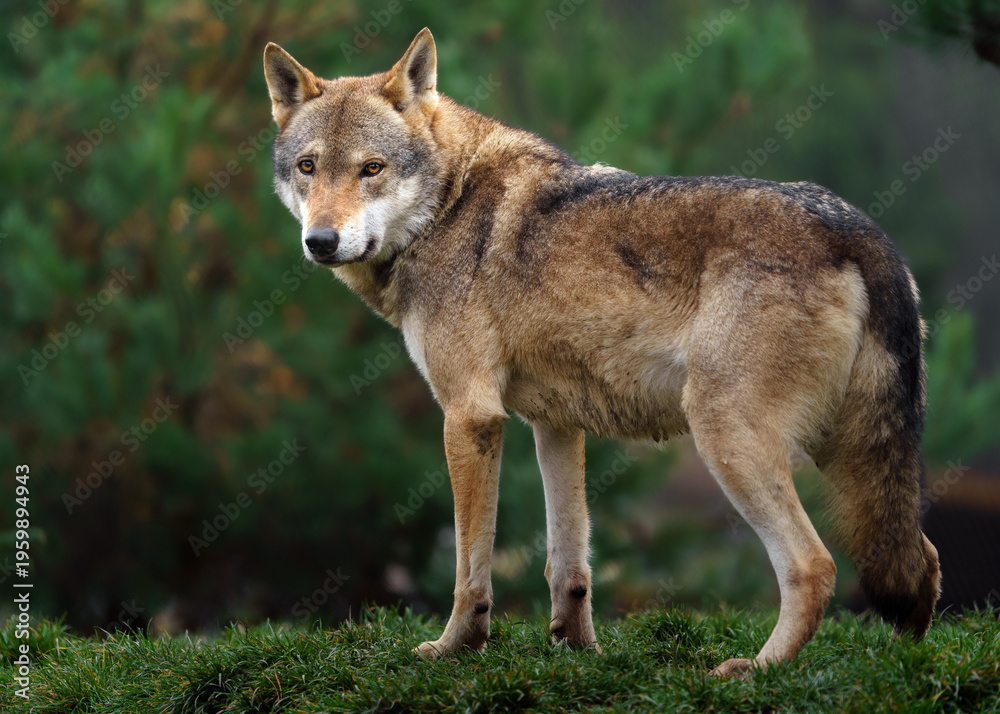Fototapeta premium Grey wolf in autumn nature