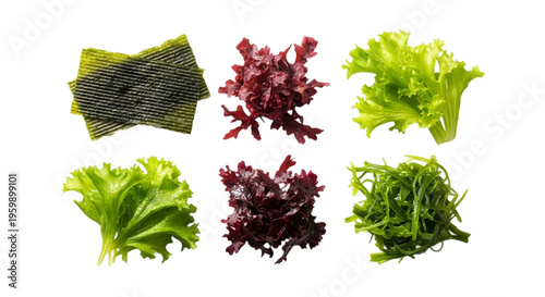 Various types of lettuce on black background leafy greens 1