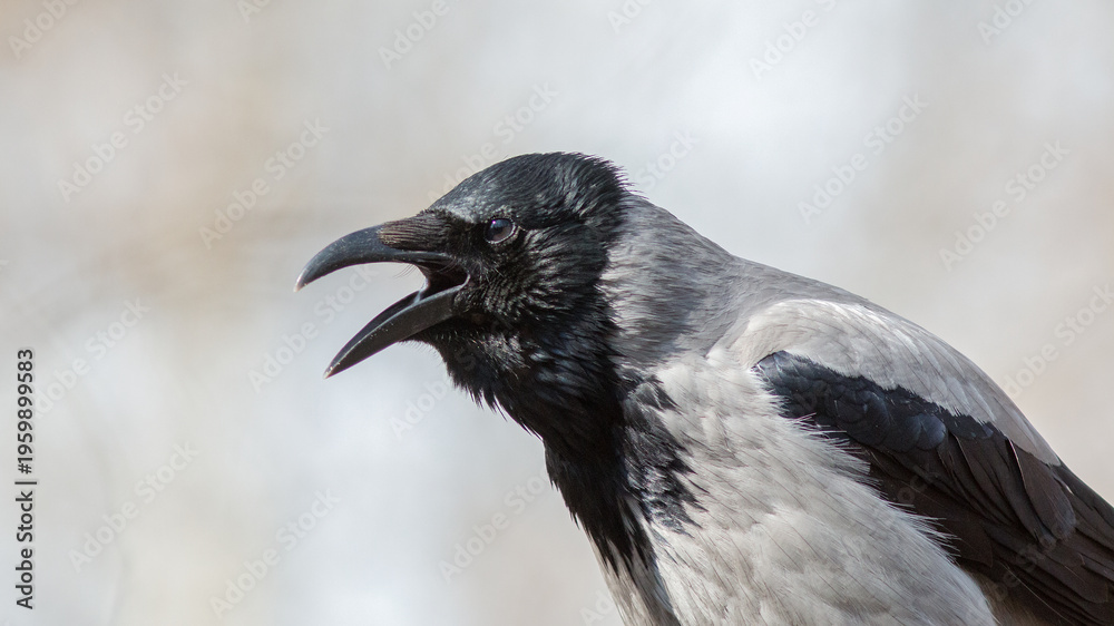 Obraz premium crow on the ground