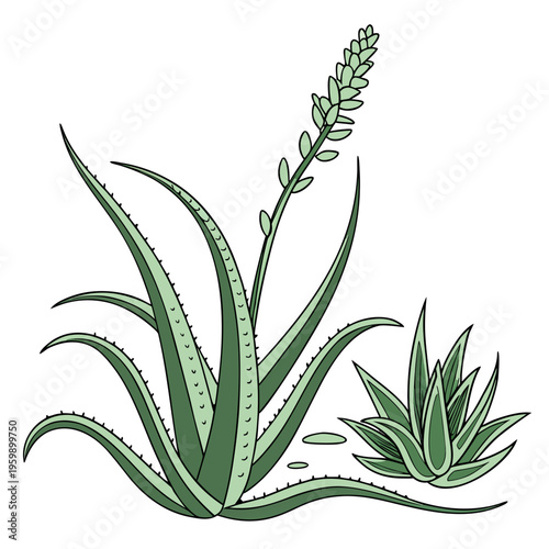 Aloe vera plants with green leaves and a flower stalk