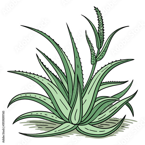 A green aloe vera plant with long leaves