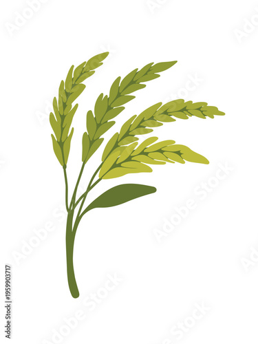 organic rice panicles cluster with natural texture detail