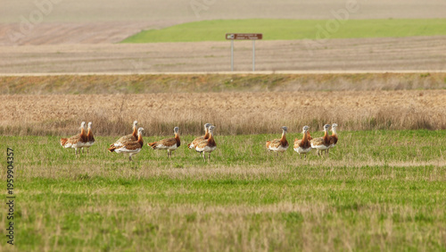 Photos group of great bustards, Otis tarda, very attentive 010