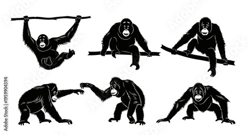 Set of Six Orangutan Poses: Swinging, Sitting, Climbing, Reaching, Crawling, and Crouching - Black and White Silhouettes