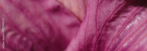 Macro Closeup Of Pink Flower Petal With Soft Texture And Delicate Color Gradient