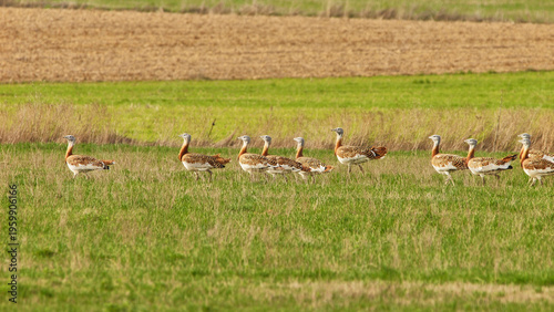 Bilde på lerret great bustards, Otis tarda, walking on grassland 994