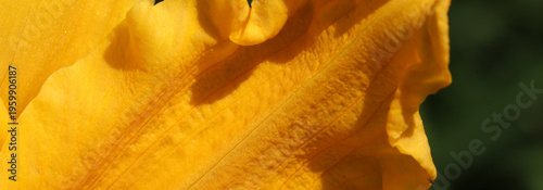 Bright Yellow Flower Petal Macro Closeup With Rich Texture, Sunlit Glow, and ...