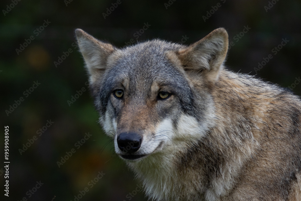 Fototapeta premium A close up of a Grey Wolf (Gray Wolf) 
