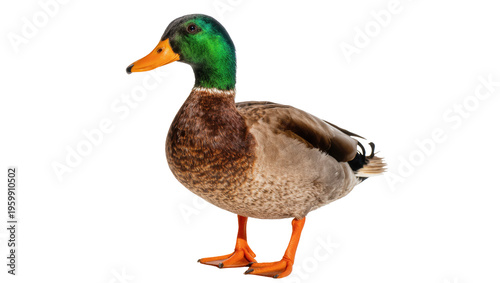 Photos Vibrant male mallard duck with glossy green head and bright orange bill standing