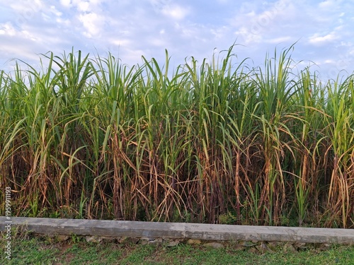 Sugarcane plantations (Saccharum officinarum), a type of grass cultivated as the primary raw material for producing sugar and MSG. This plant thrives in tropical climates. Sugarcane generally takes ab