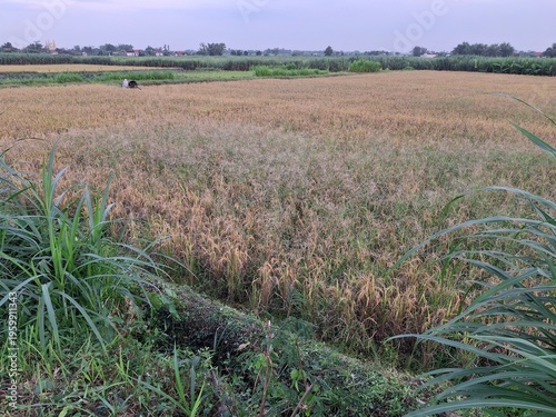 A scene in a rice paddy field in Indonesia appears to be drying out, approaching harvest time. The rice plants appear yellowish-brown, indicating they are mature and ready to be harvested. A small irr