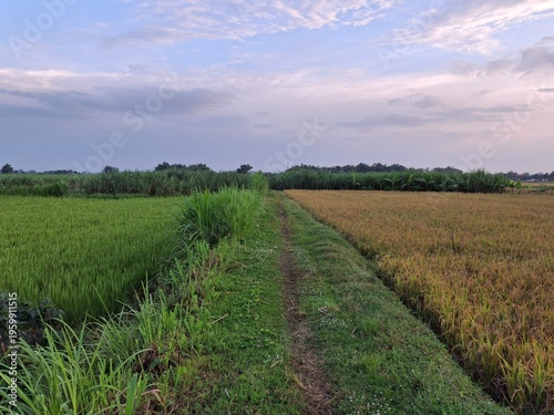 A rural scene featuring rice paddies. Here are some details about the scene: Rice Paddy: A stretch of rice paddy with rice plants in two distinct stages of growth: still green and yellowing, 