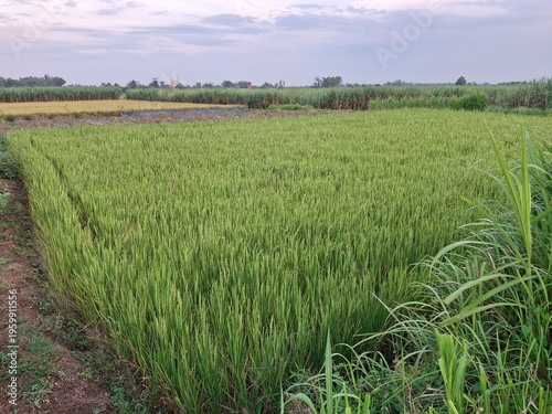 Rice paddies (Oryza sativa) in the vegetative and early generative phases. The rice plants in the photo are predominantly lush green, with a small area in the background beginning to turn yellow